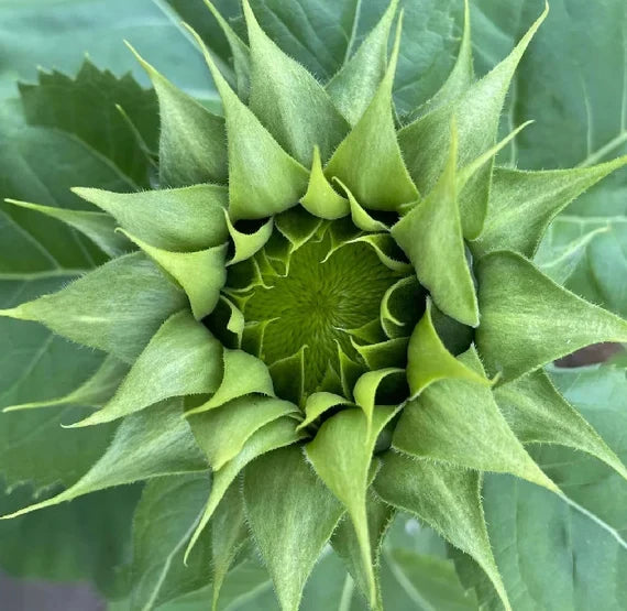 Green SunFlower seeds for Planting Sun Loving, Heirloom & GMO Free Seeds for Home Garden vegetable and garden seeds