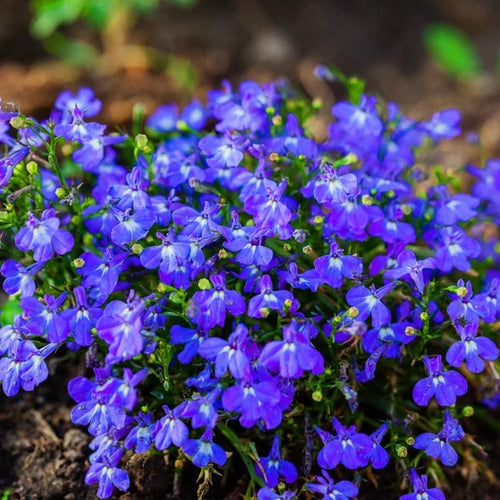 Blue Marine Flower seeds for Planting Hardy Variety, Heirloom & GMO Free Seeds for Home Garden seeds for planting