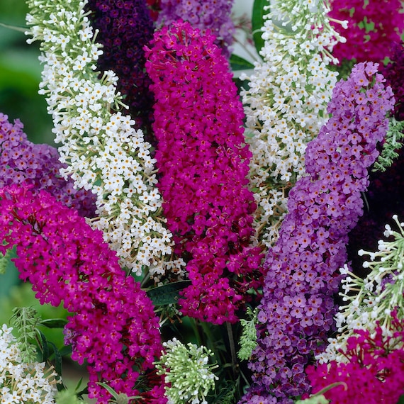 Mixed Butterfly Bush Flower seeds for Planting Hardy Variety, Heirloom & GMO Free Seeds for Home Garden seeds for planting