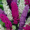 Mixed Butterfly Bush Flower seeds for Planting Hardy Variety, Heirloom & GMO Free Seeds for Home Garden seeds for planting