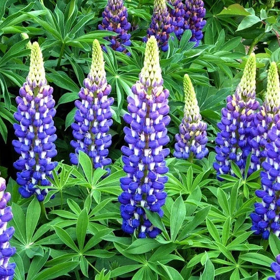 High quality Purple Arroyo Lupine Flower seeds for Planting Premium Quality, Heirloom & GMO Free Seeds for Home Garden seeds pack