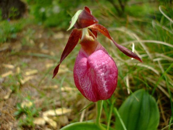 Premium Cypripedium Acaule Flower seeds for Planting Bright Blooms, Heirloom & GMO Free Seeds for Home Garden seeds