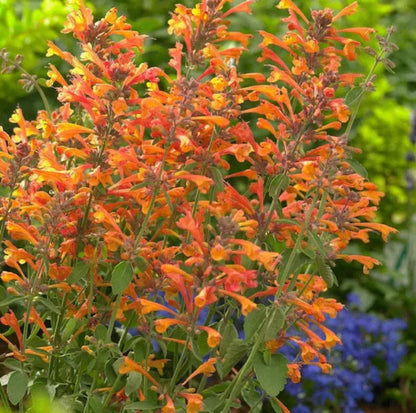 Orange Agastache Flower seeds for Planting - Long Bloom Season, Heirloom & GMO Free Seeds for Home Garden