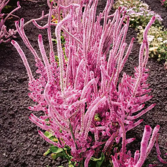 Heirloom Suworowii Flower seeds for Planting Low Maintenance Heirloom & GMO Free Seeds for Home Garden