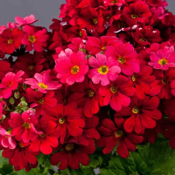 Primula Malacoides Red Flower seeds for Planting Compact Growth, Heirloom & GMO Free Seeds for Home Garden vegetable and garden seeds
