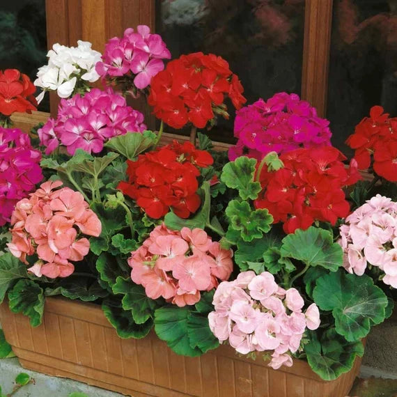 High quality Pale Pink Pelargonium Hortorum Flower seeds for Planting Drought Tolerant, Heirloom & GMO Free Seeds for Home Garden seeds pack