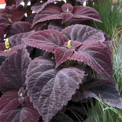 Dark Chocolate Coleus Seeds For Planting