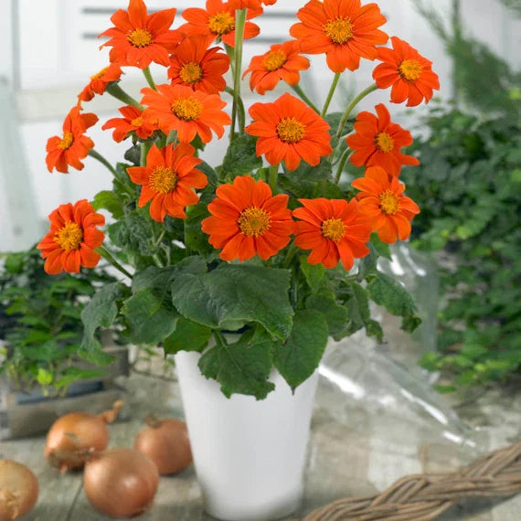 Tithonia Flower seeds for Planting Low Maintenance Heirloom & GMO Free Seeds for Home Garden