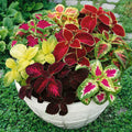 Mixed Coleus Seeds Flower seeds for Planting Pollinator Friendly, Heirloom & GMO Free Seeds for Home Garden seeds for planting