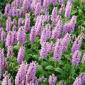 Nepeta Parnassica Flower seeds for Planting Bright Blooms, Heirloom & GMO Free Seeds for Home Garden seeds for planting