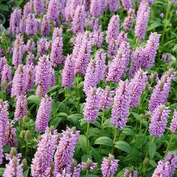 Nepeta Parnassica Flower seeds for Planting Bright Blooms, Heirloom & GMO Free Seeds for Home Garden seeds for planting