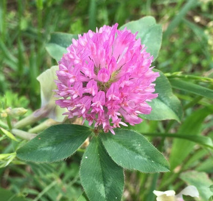 Pink Trifolium or Clover Flower seeds for Planting - Shade Tolerant, Heirloom & GMO Free Seeds for Home Garden