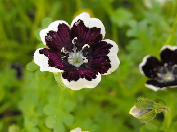 Black Menziesii Flower Seeds for Planting Heirloom, Non GMO, High Germination Border Garden Seeds seeds for planting