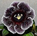 Black White Gloxinia Flower seeds for Planting Hardy Variety, Heirloom & GMO Free Seeds for Home Garden seeds for planting