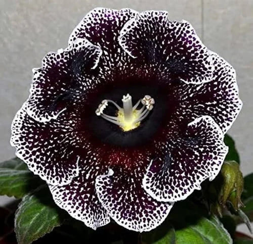 Black White Gloxinia Flower seeds for Planting Hardy Variety, Heirloom & GMO Free Seeds for Home Garden seeds for planting