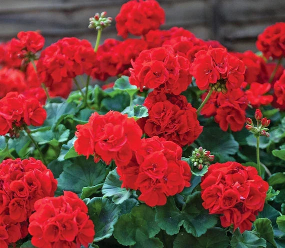 Geranium Pelargonium Flower seeds for Planting Sun Loving Heirloom & GMO Free Seeds for Home Garden
