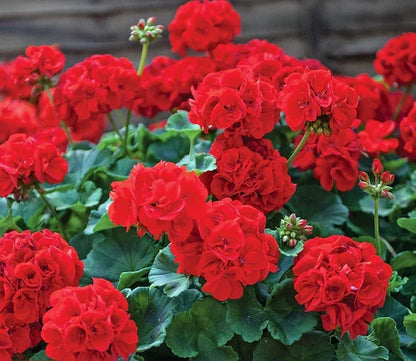 Geranium Pelargonium Flower seeds for Planting Sun Loving Heirloom & GMO Free Seeds for Home Garden