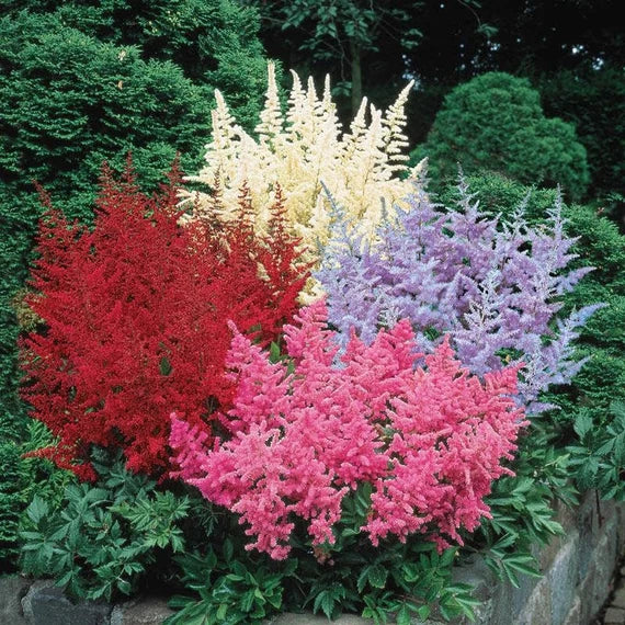 Mix Perennial Flower Seeds Flower seeds for Planting Compact Growth Heirloom & GMO Free Seeds for Home Garden