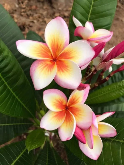 Frangipani Flower seeds for Planting Hardy Variety Heirloom & GMO Free Seeds for Home Garden