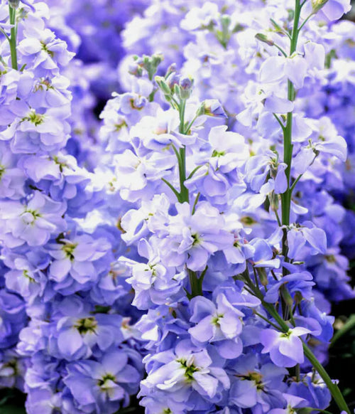 Premium Blue Matthiola Incana Flower seeds for Planting Garden Favorite, Heirloom & GMO Free Seeds for Home Garden seeds