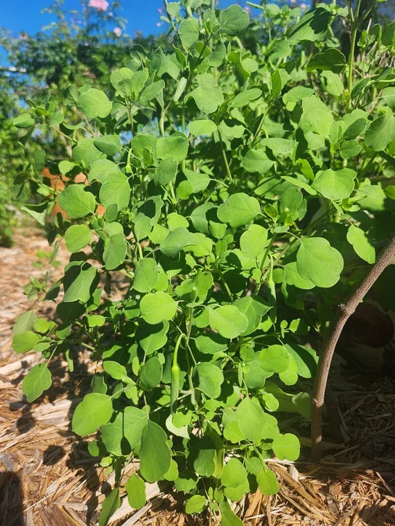Papalo Flower seeds for Planting - Hardy Variety, Heirloom & GMO Free Seeds for Home Garden