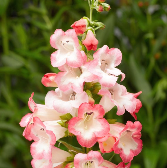 Pink Penstemon Flower seeds for Planting Low Maintenance, Heirloom & GMO Free Seeds for Home Garden seeds for planting