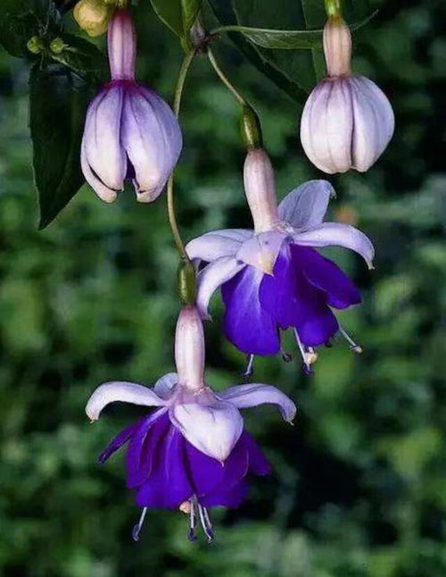 Blue Fuchsia Flower seeds for Planting Vibrant Colors, Heirloom & GMO Free Seeds for Home Garden seeds for planting