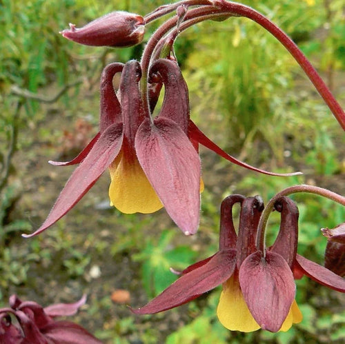 Premium Buergeriana Flower seeds for Planting Fragrant Blossoms, Heirloom & GMO Free Seeds for Home Garden seeds