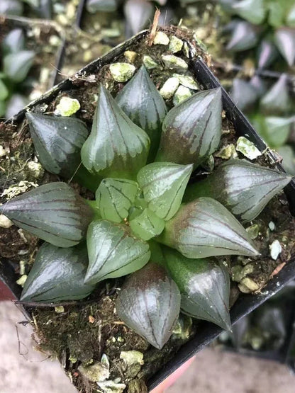Haworthia Flower seeds for Planting - Premium Quality, Heirloom & GMO Free Seeds for Home Garden