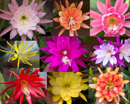 Samen Kakteen Flower seeds for Planting Sun Loving Heirloom & GMO Free Seeds for Home Garden