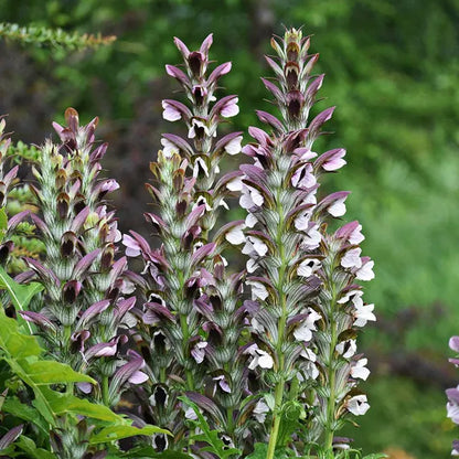 Acanthus Mollis Flower seeds for Planting Pollinator Friendly Heirloom & GMO Free Seeds for Home Garden
