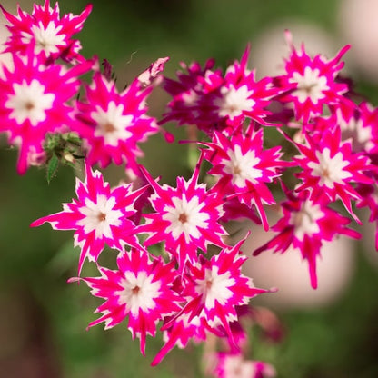 Twinkle Star flower seeds for Planting Perfect for Borders Heirloom & GMO Free Seeds for Home Garden