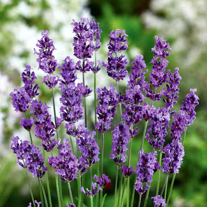 Munstead Lavender (Lavandula angustifolia) Seeds