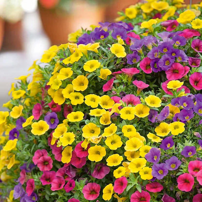 Calibrachoa Flower seeds for Planting Cut Flower Favorite Heirloom & GMO Free Seeds for Home Garden
