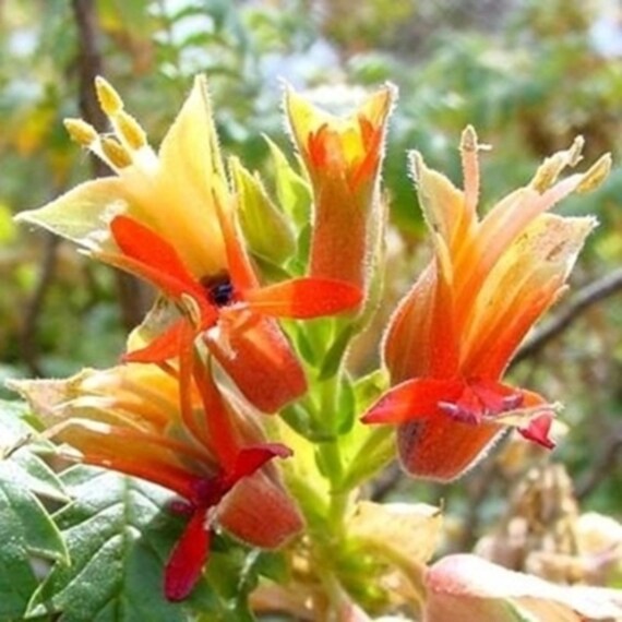 Melianthus Comosus Flower seeds for Planting Hardy Variety Heirloom & GMO Free Seeds for Home Garden
