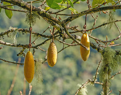 Yellow Passiflora Mollissima Fruit Seeds Planting - Evergrowseeds