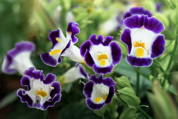 Mixed Wishbone Flower seeds for Planting Cottage Garden Essential, Heirloom & GMO Free Seeds for Home Garden vegetable and garden seeds