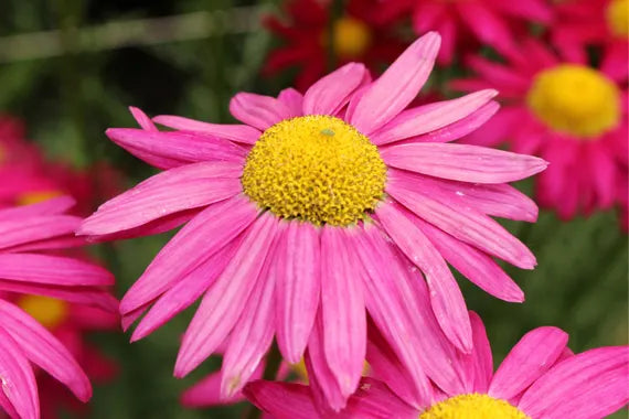 Premium Pink Robinsons Flower seeds for Planting Cut Flower Favorite, Heirloom & GMO Free Seeds for Home Garden seeds