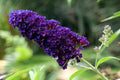 Purple Buddleja Flower seeds for Planting Pollinator Friendly, Heirloom & GMO Free Seeds for Home Garden seeds for planting