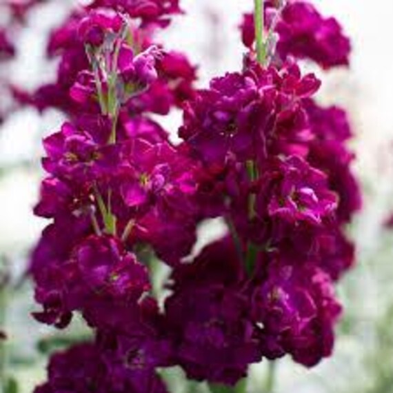 Premium Purple Matthiola Flower seeds for Planting Shade Tolerant, Heirloom & GMO Free Seeds for Home Garden seeds