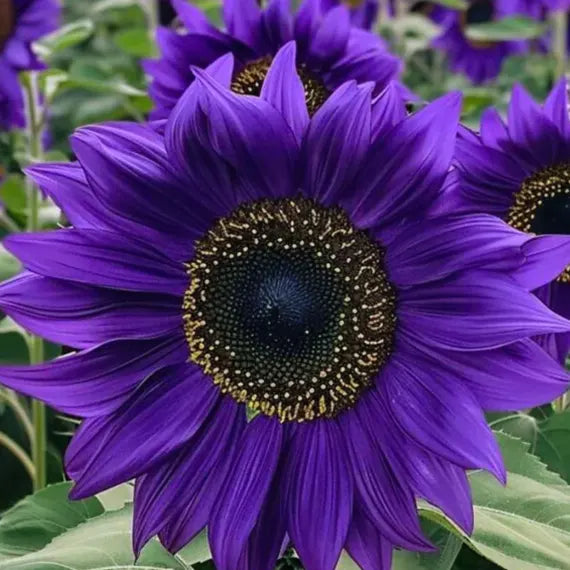 Violet Mini Sunflower Seeds for Planting, Heirloom Non-GMO, High Germination Organic Garden Seeds