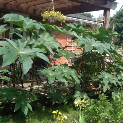 Kalopanax Septemlobus Aralia Seeds for Planting - Long Bloom Season, Heirloom & GMO Free Seeds for Home Garden