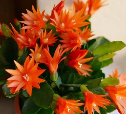 Christmas Cactus Flower seeds for Planting - Hardy Variety, Heirloom & GMO Free Seeds for Home Garden