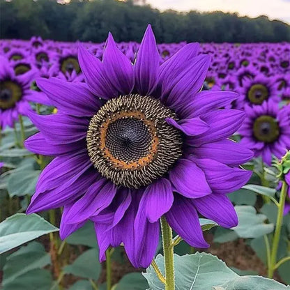 Violet Mini Sunflower Seeds for Planting, Heirloom Non-GMO, High Germination Organic Garden Seeds