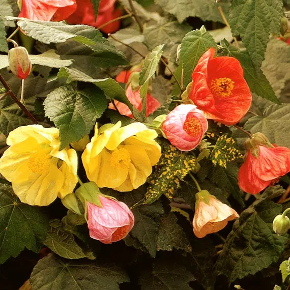 Bellvue Flower seeds for Planting Pollinator Friendly Heirloom & GMO Free Seeds for Home Garden