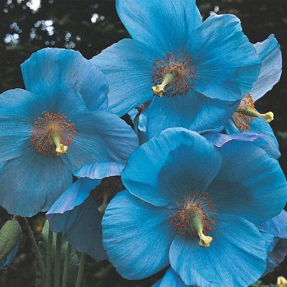 High quality Meconopsis Flower seeds for Planting Vibrant Colors, Heirloom & GMO Free Seeds for Home Garden seeds pack