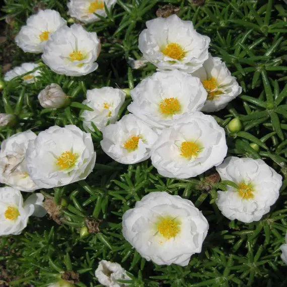 White Portulaca Flower seeds for Planting Hardy Variety, Heirloom & GMO Free Seeds for Home Garden vegetable and garden seeds