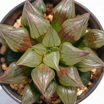 Haworthia Flower seeds for Planting - Premium Quality, Heirloom & GMO Free Seeds for Home Garden
