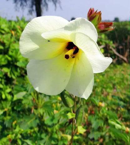 Heirloom Hibiscus Abelmoschus Flower seeds for Planting Garden Favorite Heirloom & GMO Free Seeds for Home Garden