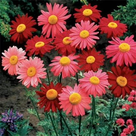 Chrysanthemum Robinson Flower seeds for Planting Easy to Grow Heirloom & GMO Free Seeds for Home Garden